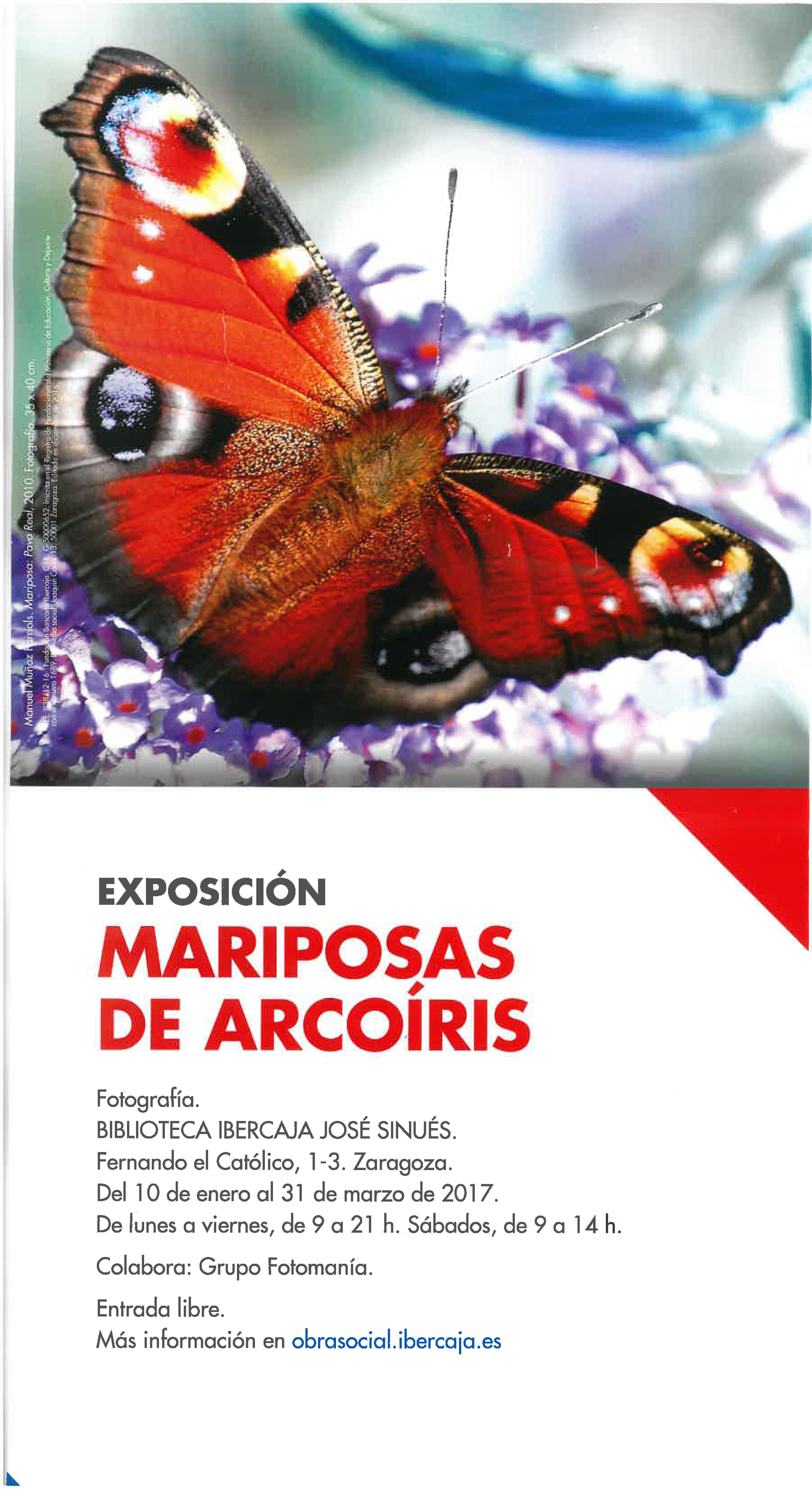 Poster Exposición Mariposas